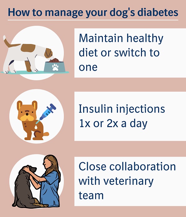 How To Manage Diabetes In Dogs?